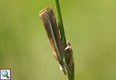 Agriphila selasella