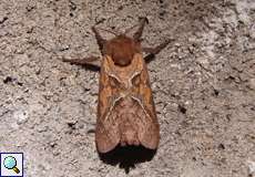 Ampfer-Wurzelbohrer (Orange Swift, Triodia sylvina)