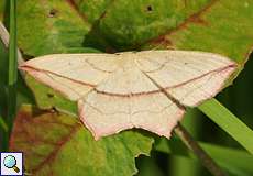 Ampferspanner (Blood-vein, Timandra comae)