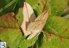 Ampferspanner (Blood-vein, Timandra comae)