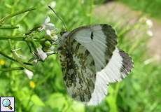 Weiblicher Aurorafalter (Orange Tip, Anthocharis cardamines)