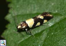 Birken-Faulholzmotte (Eratophyes amasiella)