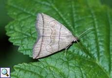 Bogenlinien-Spannereule (Small Fan-foot, Herminia grisealis)