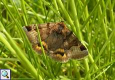 Braune Tageule (Burnet Companion, Euclidia glyphica)