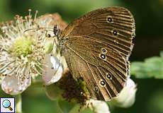 Brauner Waldvogel (Ringlet, Aphantopus hyperantus)