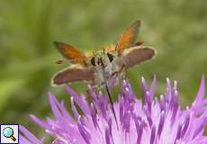 Braunkolbiger Braundickkopffalter (Small Skipper, Thymelicus sylvestris)