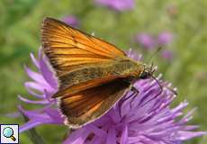 Braunkolbiger Braundickkopffalter (Small Skipper, Thymelicus sylvestris)