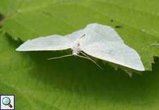 Braunstirn-Weißspanner (Common Wave, Cabera exanthemata)