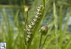 Raupe des Braunwurz-Mönchs (Water Betony, Shargacucullia scrophulariae)