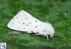 Breitflügeliger Fleckleibbär (White Ermine, Spilosoma lubricipeda)