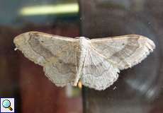 Breitgebänderter Staudenspanner (Riband Wave, Idaea aversata)