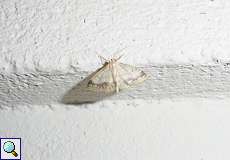 Breitgesäumter Zwergspanner (Small Fan-footed Wave, Idaea biselata)