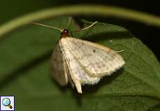 Breitgesäumter Zwergspanner (Small Fan-footed Wave, Idaea biselata)