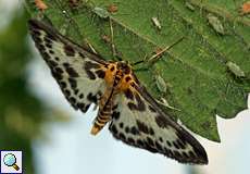 Brennnesselzünsler (Small Magpie, Anania hortulata)