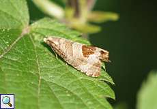 Brombeertriebwickler (Bramble Shoot Moth, Notocelia uddmanniana)