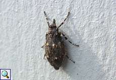 Weibliche Buchenmotte (March Dagger Moth, Diurnea fagella)