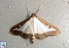 Buchsbaumzünsler (Box Tree Moth, Cydalima perspectalis)