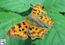 C-Falter (Comma, Polygonia c-album)