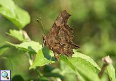 C-Falter (Comma, Polygonia c-album)