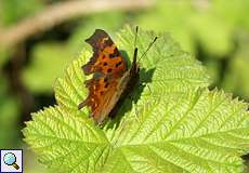 C-Falter (Comma, Polygonia c-album)