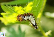 Raupe eines C-Falters (Comma, Polygonia c-album)