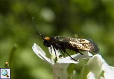 Schaumkraut-Langhornmotte (Cauchas rufimitrella)