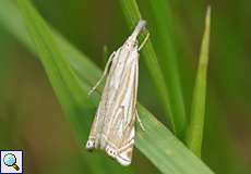 Crambus lathoniellus