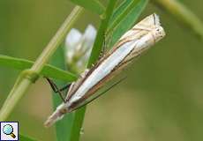 Crambus pascuella