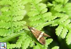 Degeers Langfühler (Longhorn Moth, Nemophora degeerella), Männchen
