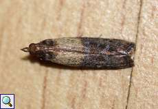 Dörrobstmotte (Indian Mealmoth, Plodia interpunctella)