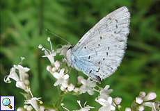 Faulbaum-Bläuling (Holly Blue, Celastrina argiolus)