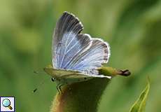 Faulbaum-Bläuling (Holly Blue, Celastrina argiolus)