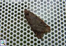 Frühlings-Kreuzflügel (March Moth, Alsophila aescularia), Männchen