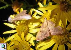 Geflammter Kleinzünsler (Endotricha flammealis)