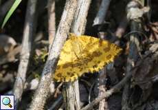 Gelber Fleckenspanner (Speckled Yellow, Pseudopanthera macularia)