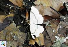 Gepunkteter Eichen-Gürtelpuppenspanner (Maiden's Blush, Cyclophora punctaria)