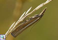 Gestreifter Graszünsler (Common Grass-veneer, Agriphila tristella)