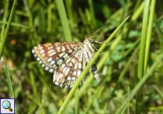 Gitterspanner (Chiasmia clathrata) auf dem Tippelsberg