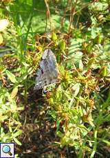 Johanniskraut-Spanner (Treble-bar, Aplocera efformata/plagiata) Artengruppe