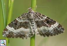 Graubinden-Labkrautspanner (Common Carpet, Epirrhoe alternata)