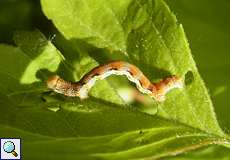 Großer Frostspanner (Mottled Umber, Erannis defoliaria), Raupe