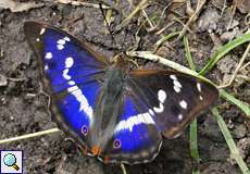 Männlicher Großer Schillerfalter (Purple Emperor, Apatura iris)