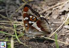 Männlicher Großer Schillerfalter (Purple Emperor, Apatura iris)