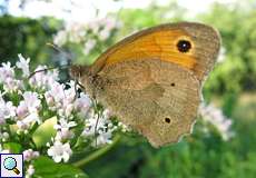Großes Ochsenauge (Meadow Brown, Maniola jurtina)