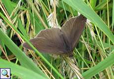 Männliches Großes Ochsenauge (Meadow Brown, Maniola jurtina)