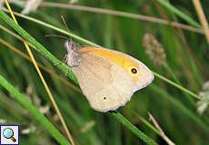Großes Ochsenauge (Meadow Brown, Maniola jurtina)