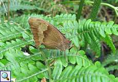 Großes Ochsenauge (Meadow Brown, Maniola jurtina)
