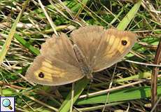 Weibliches Großes Ochsenauge (Meadow Brown, Maniola jurtina)
