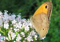 Großes Ochsenauge (Meadow Brown, Maniola jurtina)