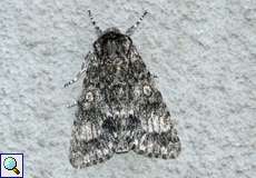 Großkopf-Rindeneule (Poplar Grey, Acronicta megacephala)